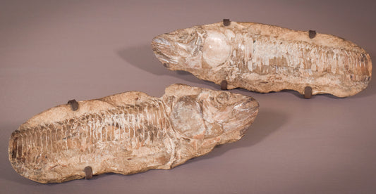 Two Sides of a Fish Fossil - (Possibly an Aspidorhynchus Aspidohyachus Comptoni) - Modern Decorative