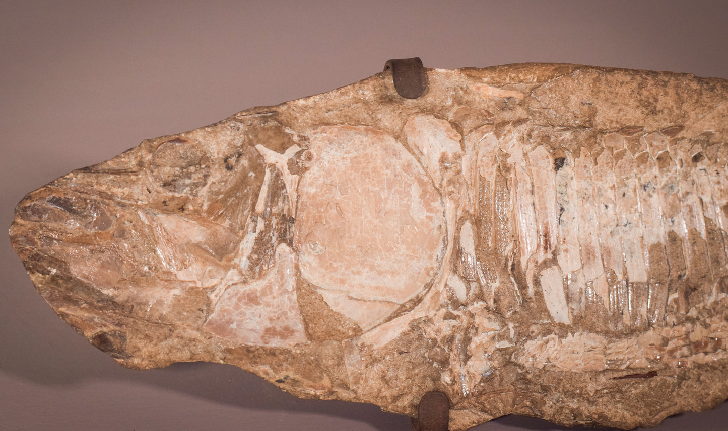Fish Fossil
