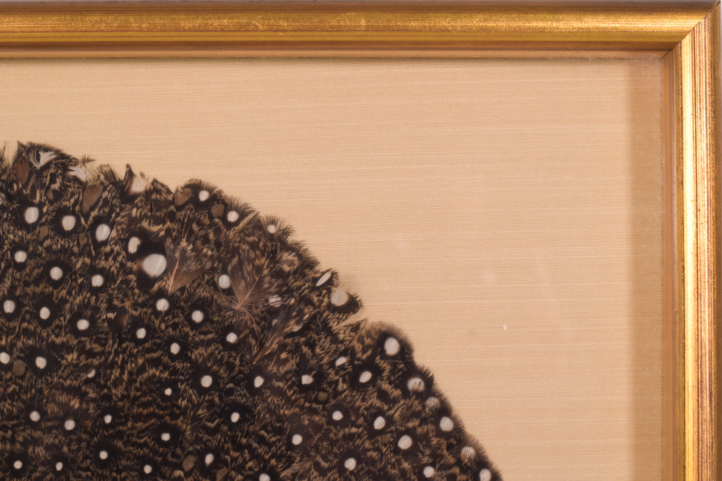 Peacock feather and shell fan framed - Modern Decorative