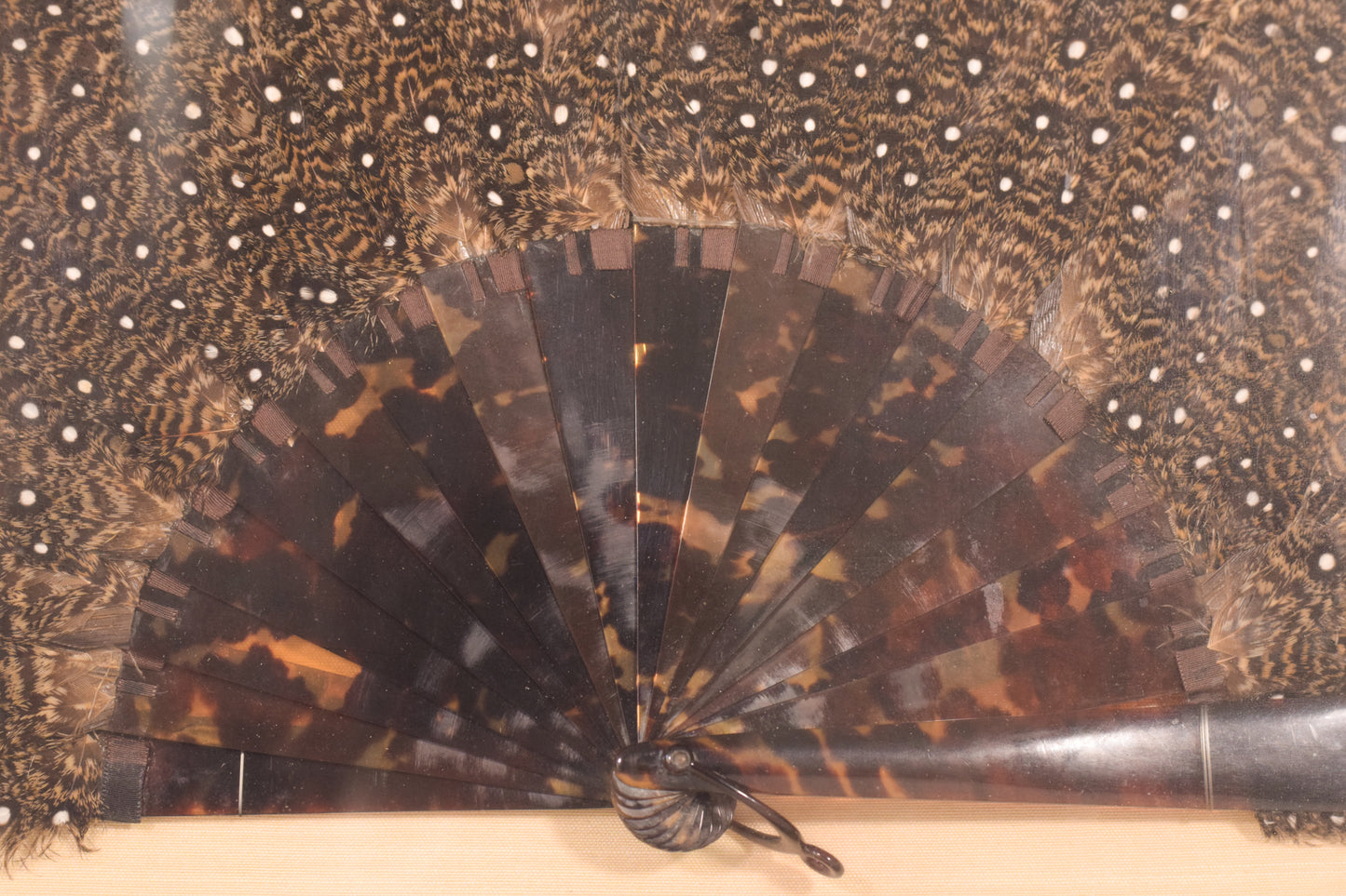 Peacock feather and shell fan framed - Modern Decorative