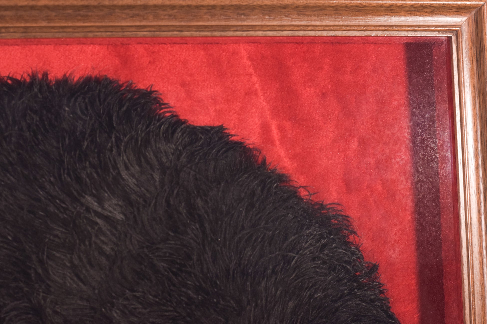 Framed - Ostrich Feather Fan - Modern Decorative