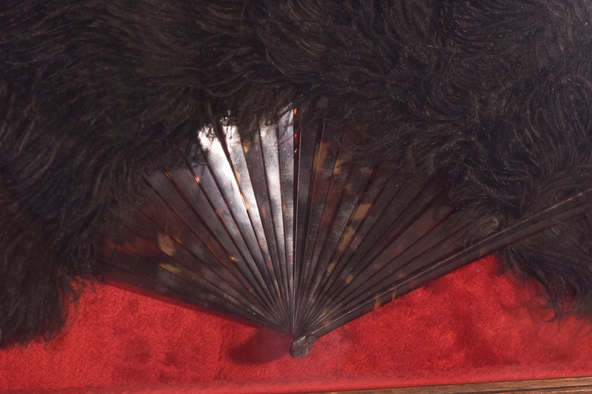 Framed - Ostrich Feather Fan - Modern Decorative