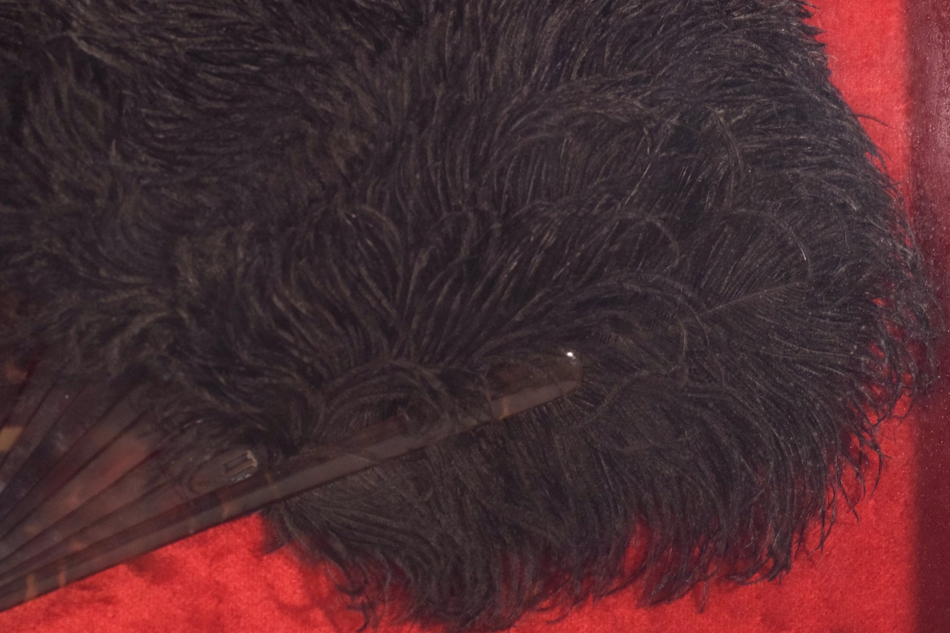 Framed - Ostrich Feather Fan - Modern Decorative