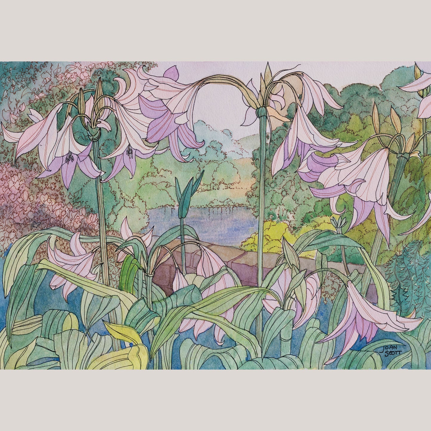 Pink Lilies by Joan Scott - Watercolour