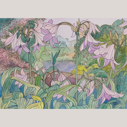 Pink Lilies by Joan Scott - Watercolour