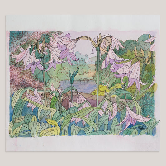 Pink Lilies by Joan Scott - Watercolour