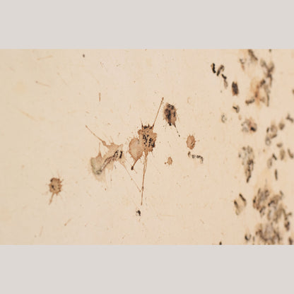 Follower of Dan Colen - 'Untitled (Bird Shit)'