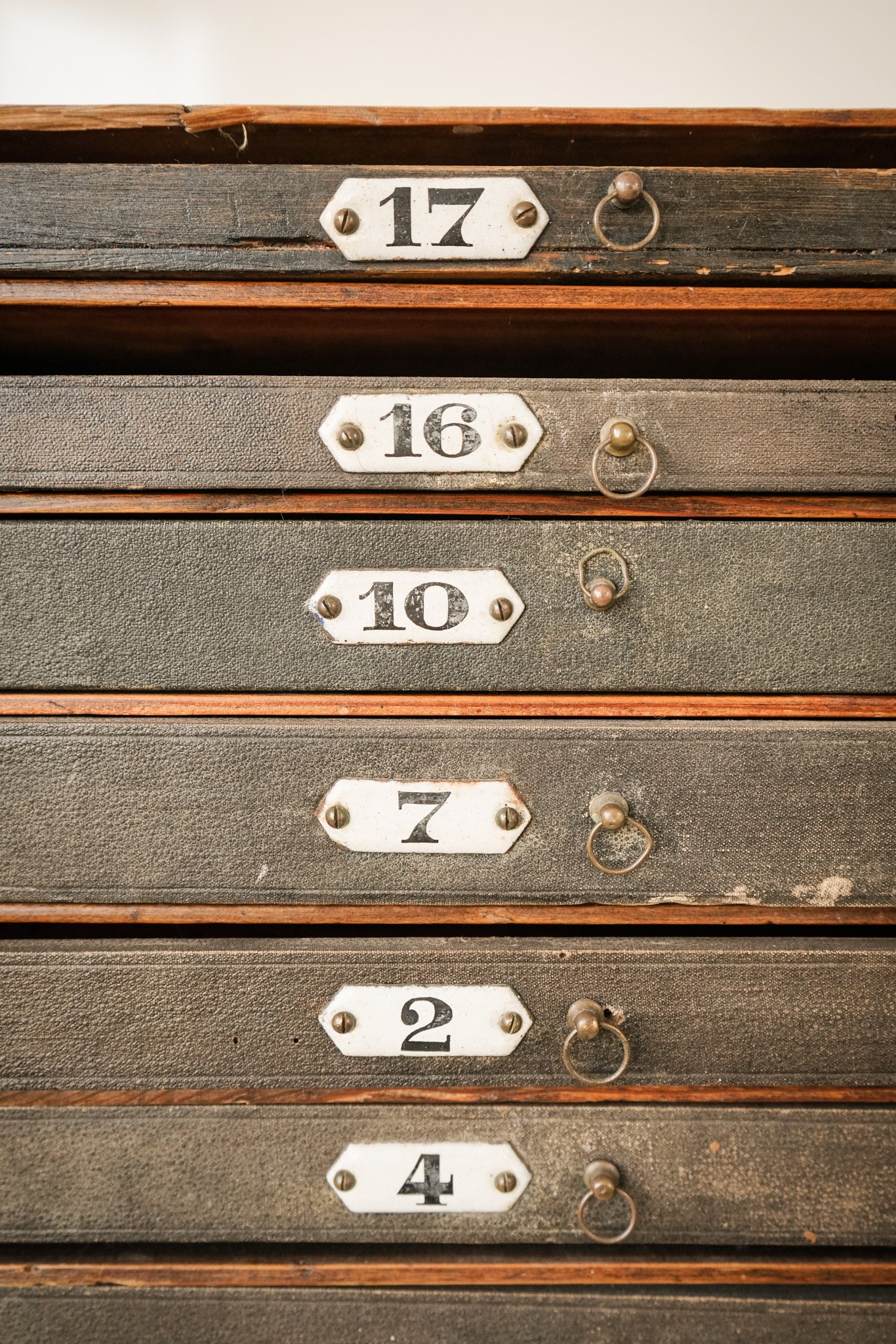 Zoological or Collectors Chest of Draws - Vintage