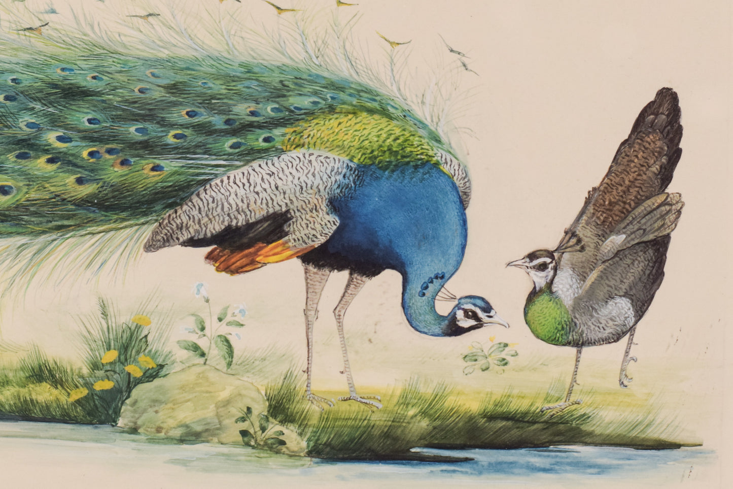 Pair of Peacock Goauches