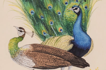 Pair of Peacocks - Goauche