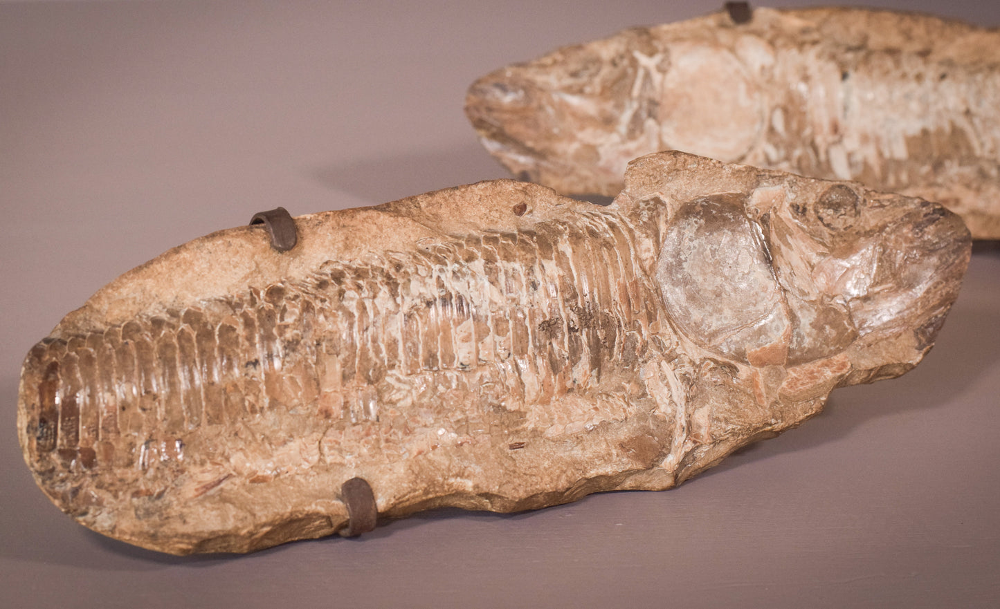 Fish Fossil