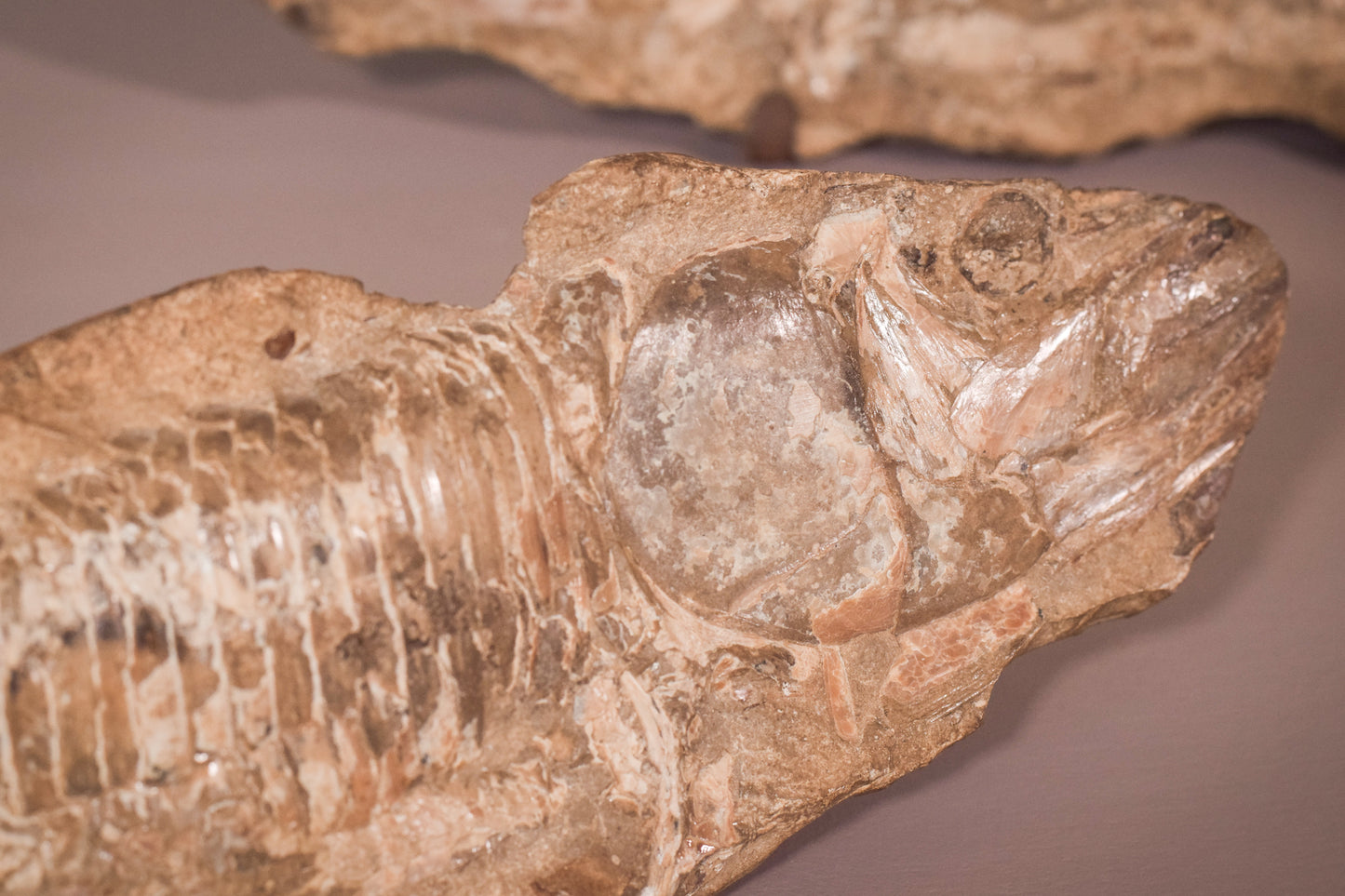 Fish Fossil