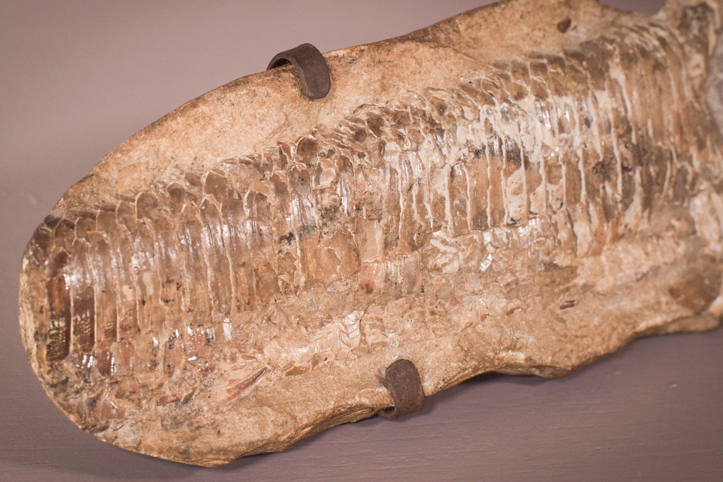 Fish Fossil