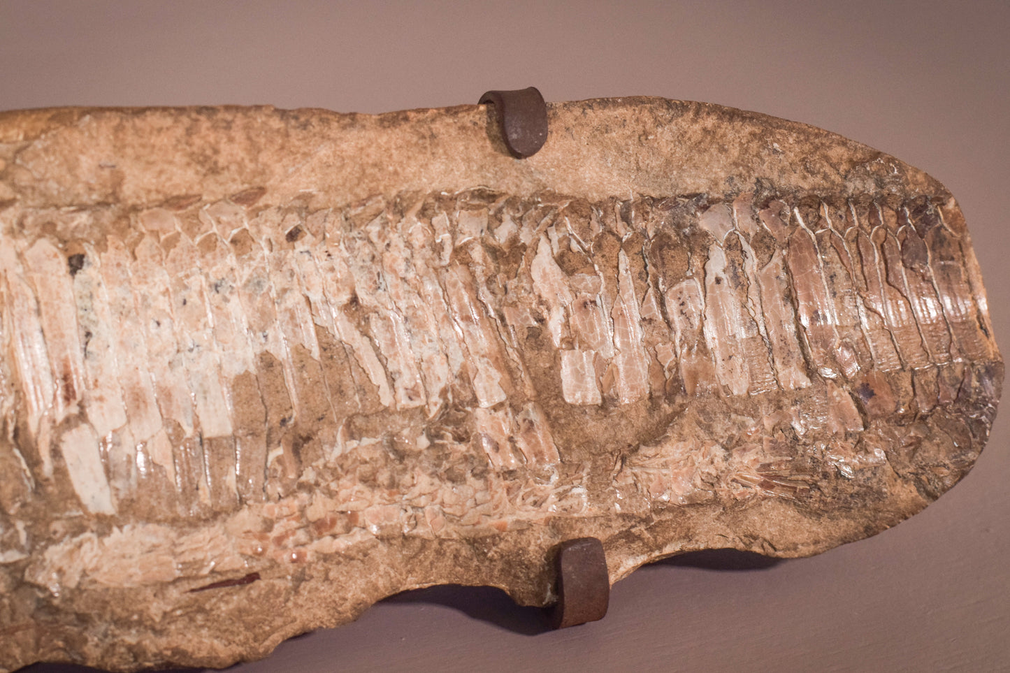 Fish Fossil