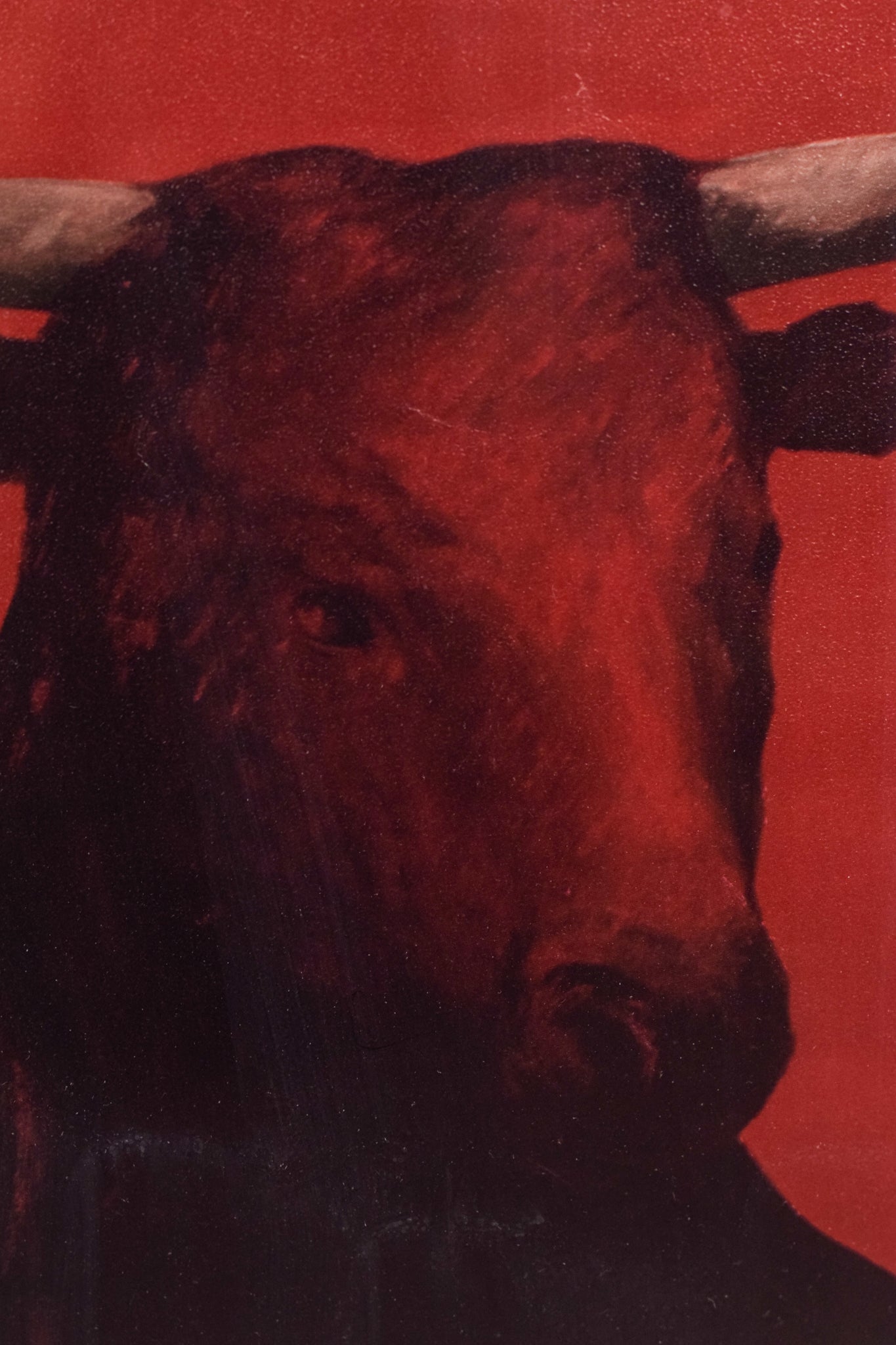 Limited Edition Lithograph of a Bull