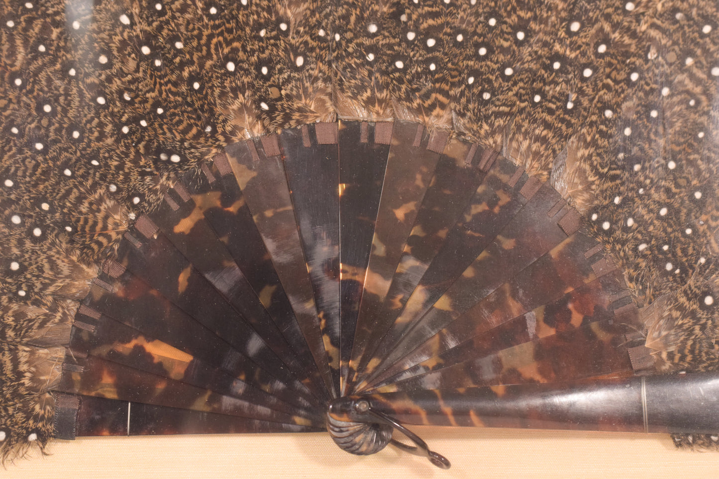 Abanico de plumas y conchas de pavo real enmarcado