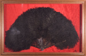 Framed - Ostrich Feather Fan - Modern Decorative