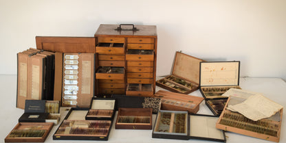 Caja de portaobjetos de caoba con colección de portaobjetos médicos