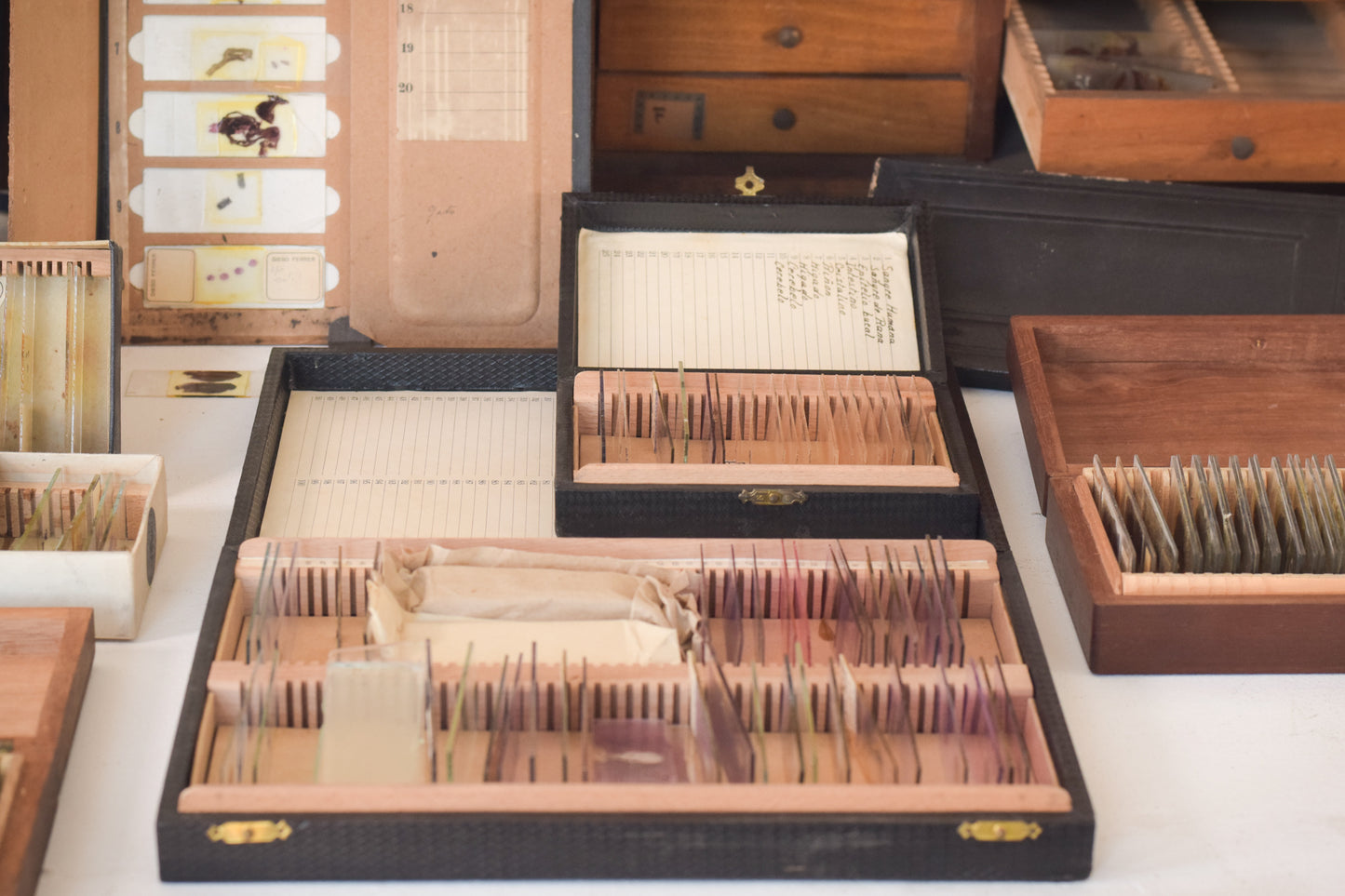 Caja de portaobjetos de caoba con colección de portaobjetos médicos