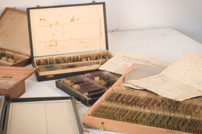 Caja de portaobjetos de caoba con colección de portaobjetos médicos