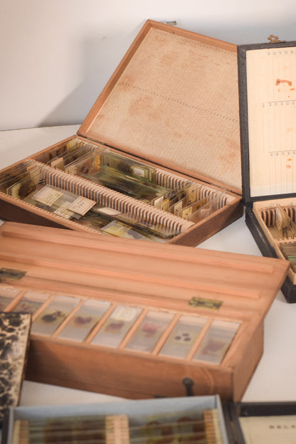 Mahogany Slides Box with Collection of Medical Slides