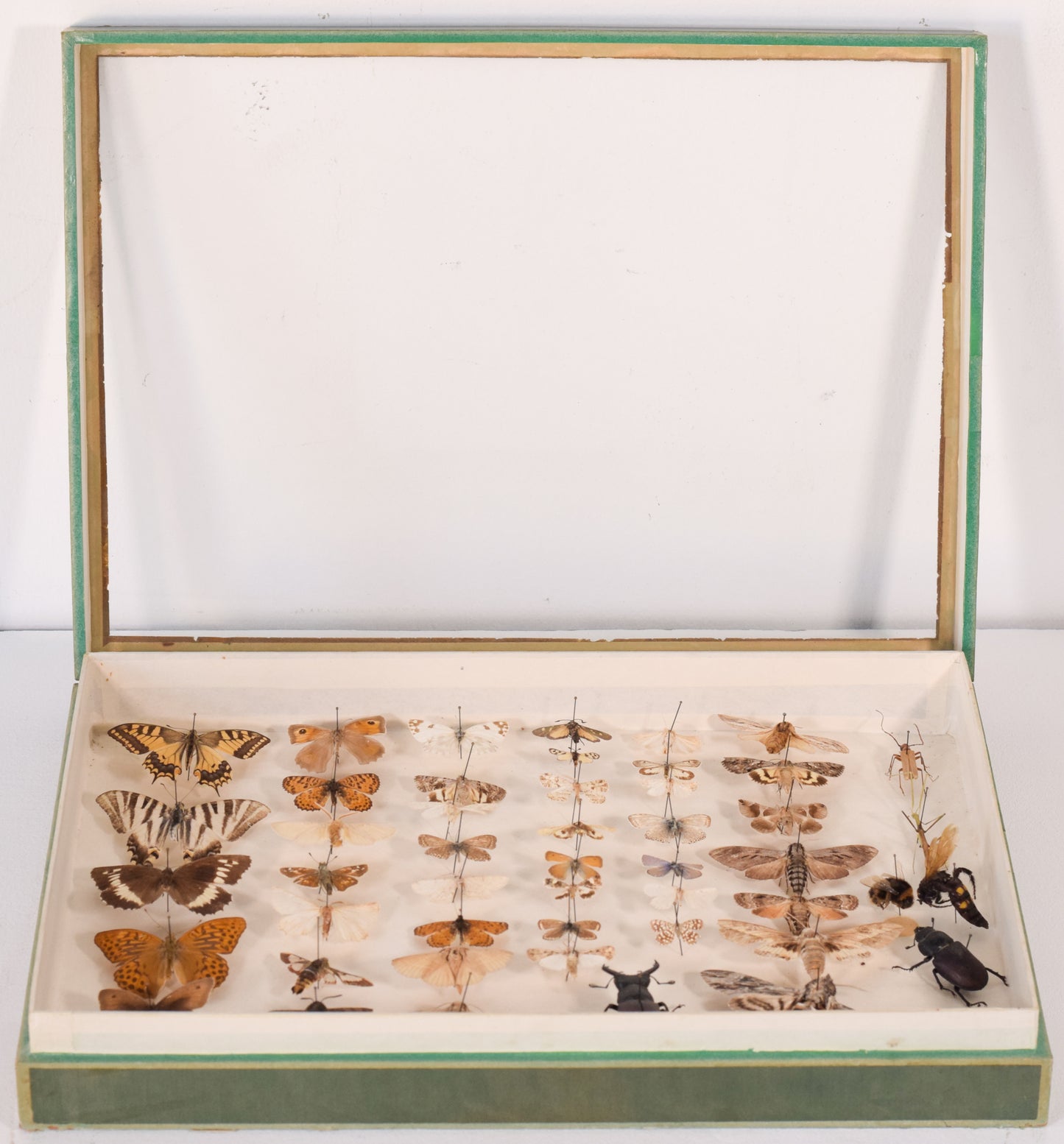 Five Specimen Cases