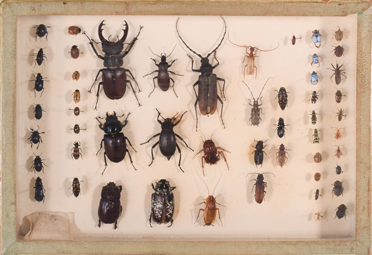 Five Specimen Cases