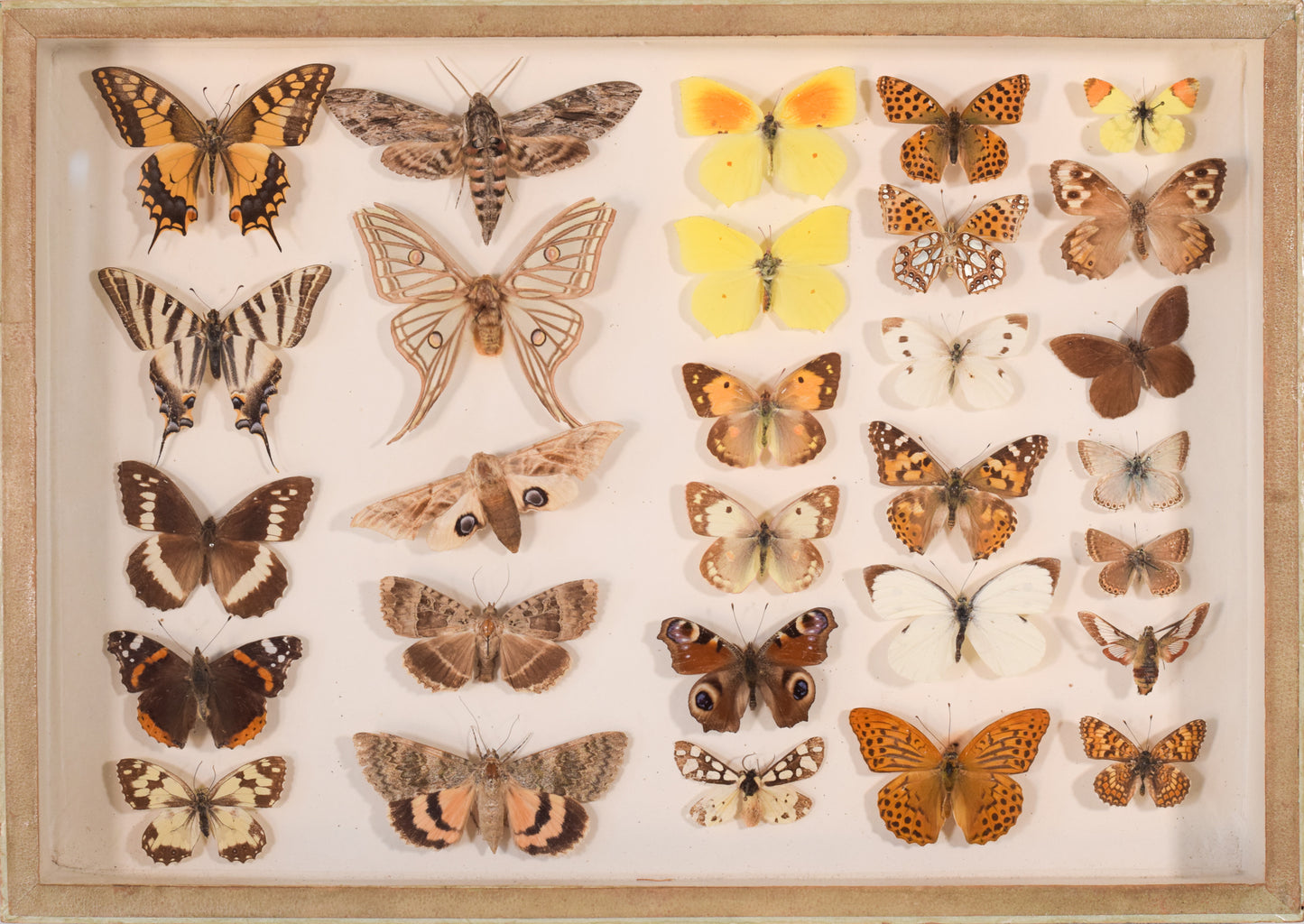 Five Specimen Cases